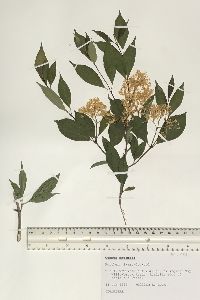 Cornus racemosa image