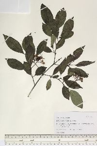 Cornus racemosa image