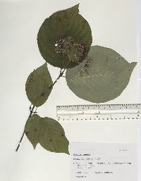 Cornus rugosa image