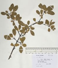 Rhamnus cathartica image