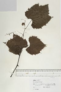 Vitis riparia image