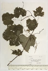 Vitis riparia image