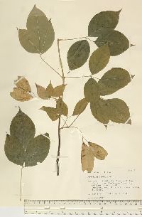 Staphylea trifolia image