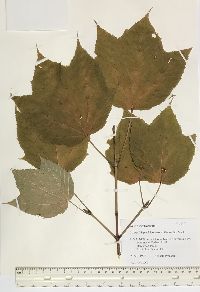 Acer pensylvanicum image