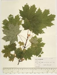 Acer platanoides image