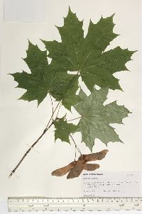 Acer platanoides image