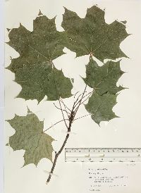 Acer platanoides image