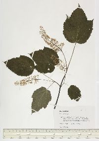 Acer spicatum image