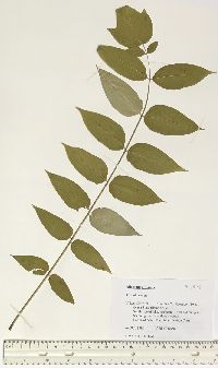 Ailanthus altissima image