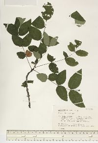 Zanthoxylum americanum image