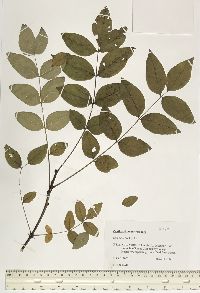 Zanthoxylum americanum image