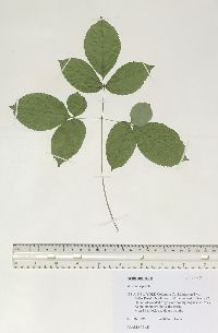 Aralia nudicaulis image