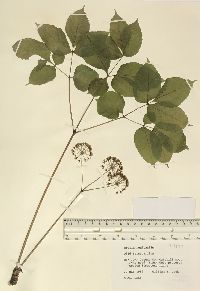 Aralia nudicaulis image