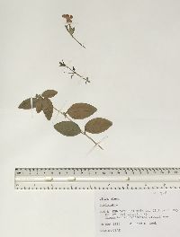 Vinca minor image