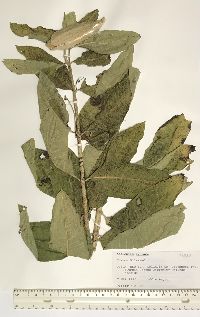 Asclepias syriaca image