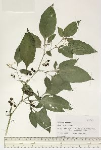 Solanum nigrum image