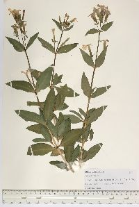 Phlox paniculata image