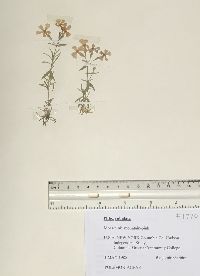 Phlox subulata image