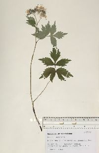 Hydrophyllum virginianum image