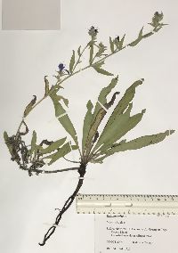 Echium vulgare image