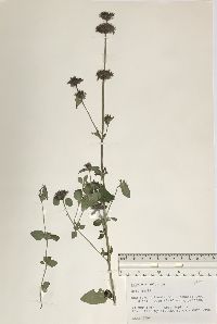 Clinopodium vulgare image