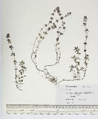 Thymus serpyllum image