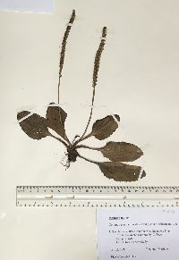 Plantago major image