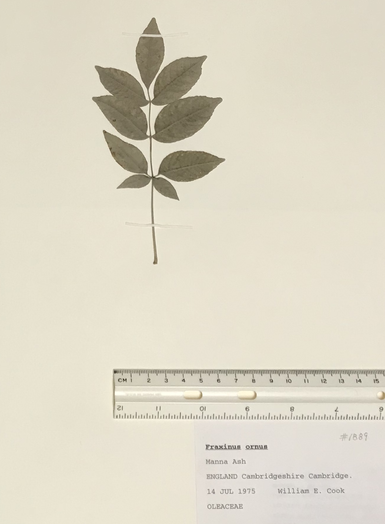 Fraxinus ornus image