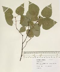 Syringa vulgaris image