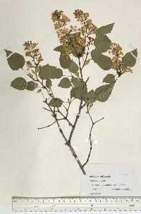 Syringa vulgaris image