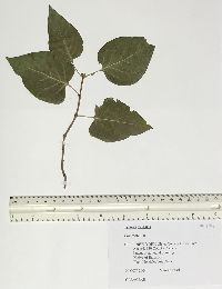 Syringa vulgaris image