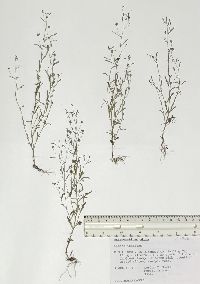 Chaenorhinum minus image