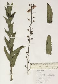 Verbascum blattaria image