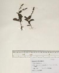 Veronica officinalis image