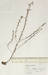 Epifagus virginiana image