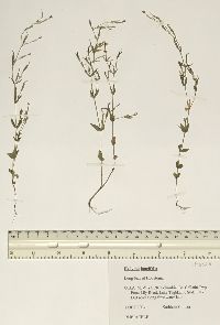 Hedyotis longifolia image