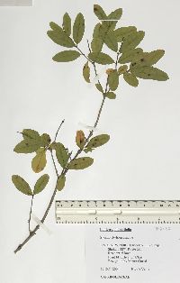 Lonicera oblongifolia image