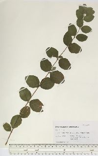 Symphoricarpos orbiculatus image