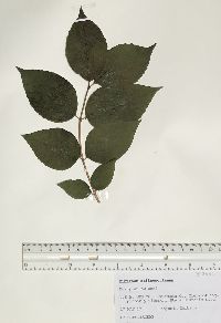 Viburnum rafinesqueanum image