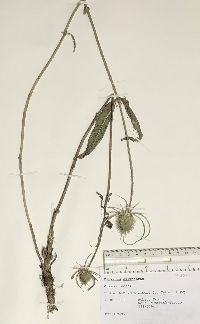 Dipsacus fullonum image