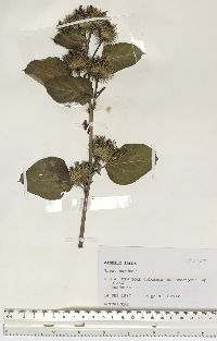 Arctium lappa image