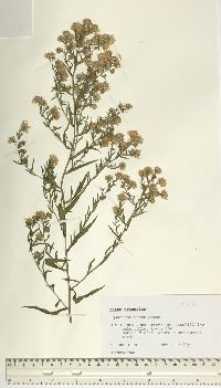 Symphyotrichum ericoides image