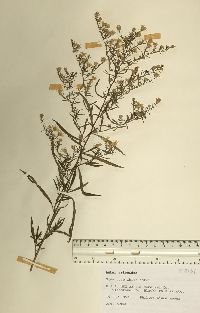 Symphyotrichum ericoides image