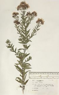 Symphyotrichum novae-angliae image