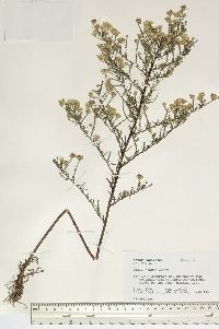 Aster racemosus image