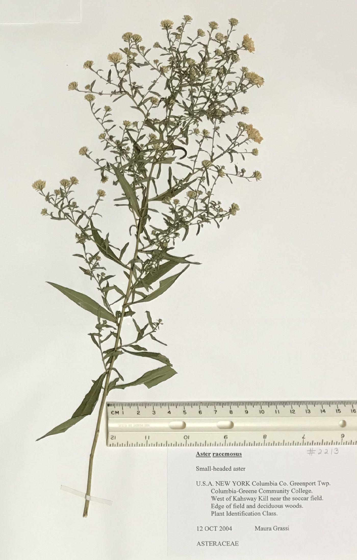 Aster racemosus image