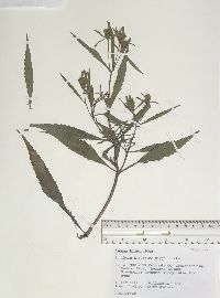 Bidens bidentoides image