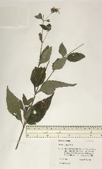 Bidens connata image