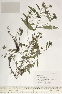 Bidens connata image