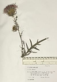 Cirsium discolor image